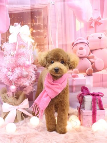 20241210モコくん